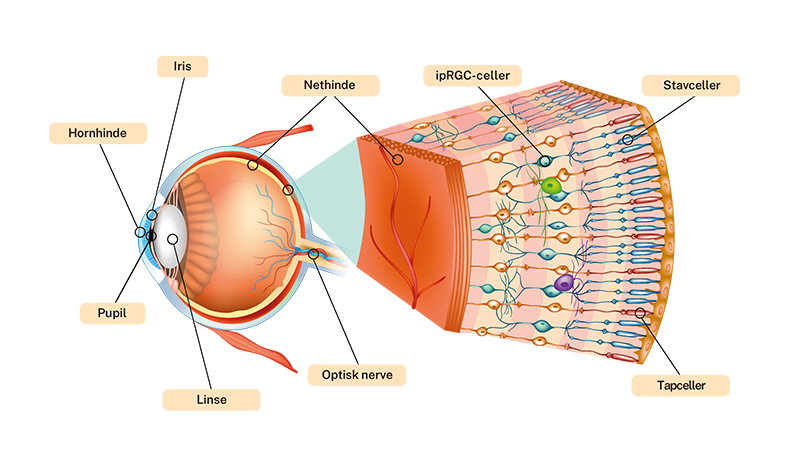 DA eye composition transparent - blog