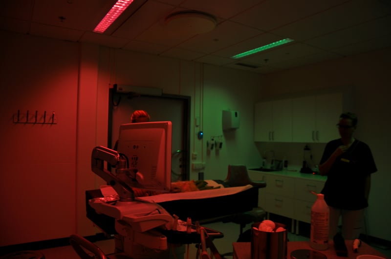 Operation af dyr på Universitetsdjursjukhuset Uppsala hvor Chromavisos ergonomiske lys i røde og grønne nuancer anvendes